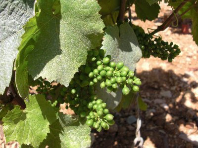 Grapes in June